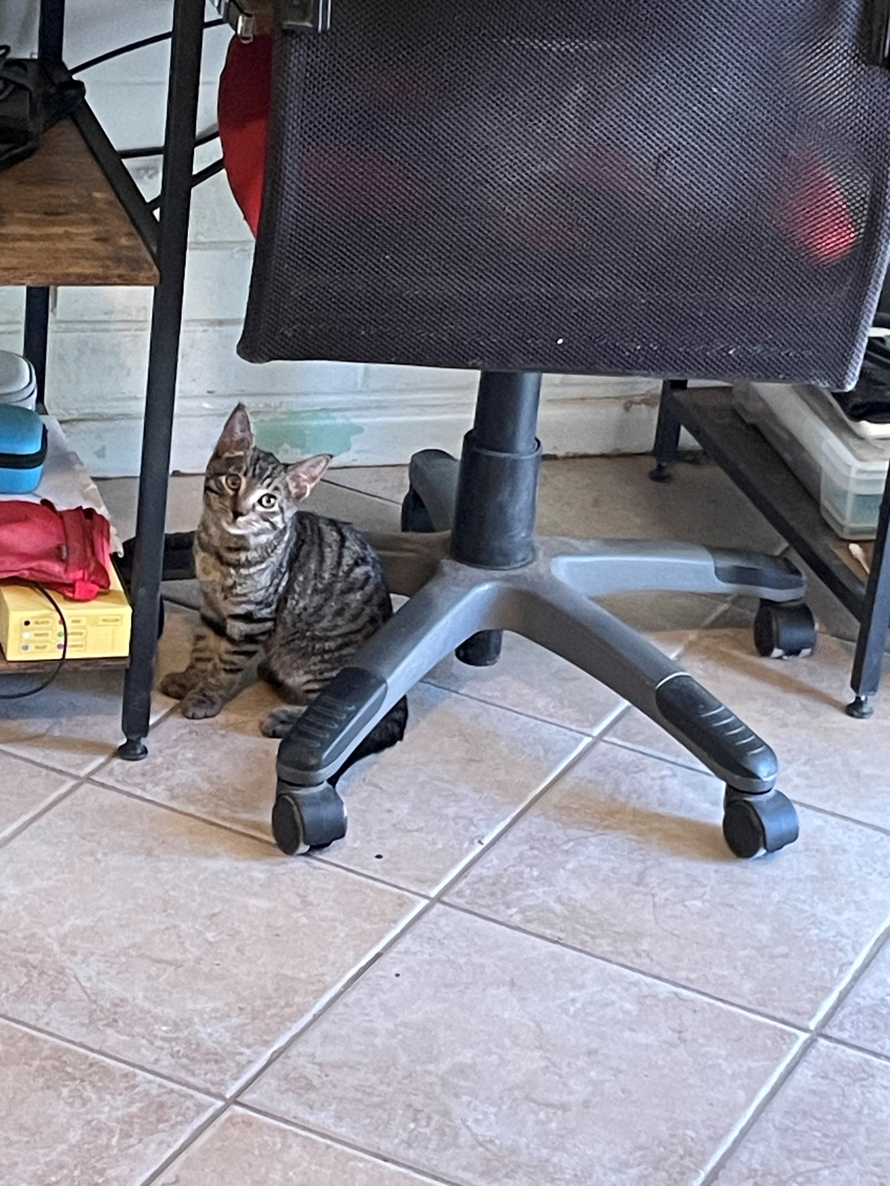 kitten under chair New kitten in my office